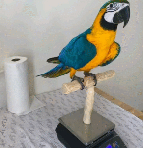 🦜 9 Monate alte Graupapageien (African Grey) – Handaufzucht mit Sprachpotenzial