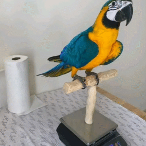 🦜 9 Monate alte Graupapageien (African Grey) – Handaufzucht mit Sprachpotenzial