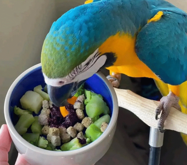 🦜 9 Monate alte Gelbbrustara-Dame (Blue-and-Yellow Macaw) – Zahm, legal & reisefertig bei papagei-papageieneier.de – Bild 3