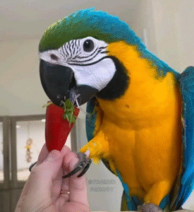 🦜 9 Monate alte Gelbbrustara-Dame (Blue-and-Yellow Macaw) – Zahm, legal & reisefertig bei papagei-papageieneier.de