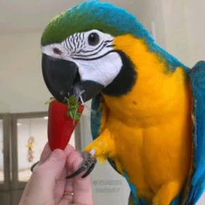 🦜 9 Monate alte Gelbbrustara-Dame (Blue-and-Yellow Macaw) – Zahm, legal & reisefertig bei papagei-papageieneier.de