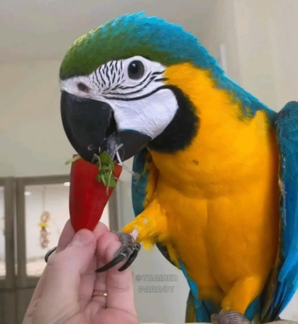 🦜 9 Monate alte Gelbbrustara-Dame (Blue-and-Yellow Macaw) – Zahm, legal & reisefertig bei papagei-papageieneier.de
