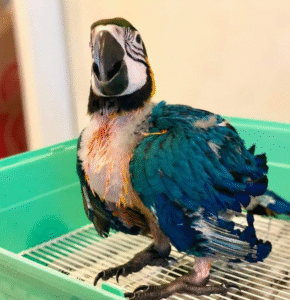 🦜 Drei 3 Monate alte männliche Gelbbrustaras – Handaufgezogen & reisefertig | papagei-papageieneier.de