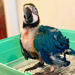 🦜 3 Monate alter männlicher Gelbbrustara zu verkaufen – Zahm, gesund & legal mit CITES bei papagei-papageieneier.de