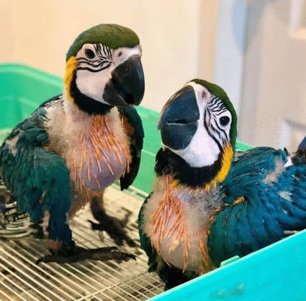 🦜 Drei 3 Monate alte männliche Gelbbrustaras – Handaufgezogen & reisefertig | papagei-papageieneier.de – Bild 3