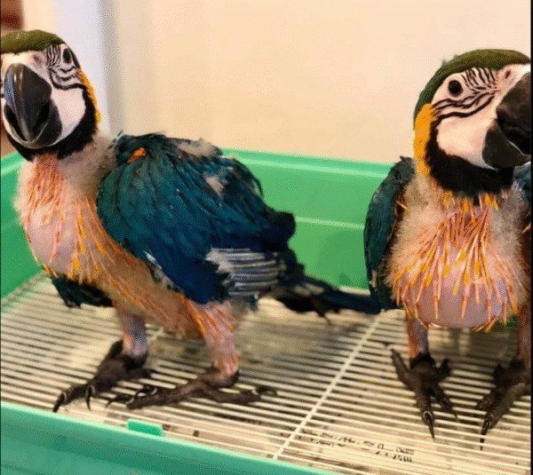 🦜 Drei 3 Monate alte männliche Gelbbrustaras – Handaufgezogen & reisefertig | papagei-papageieneier.de – Bild 4