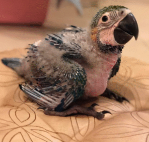 🐣 1 Monat alter männlicher Gelbbrustara Papagei – Jetzt bei papagei-papageieneier.de