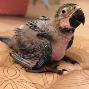 🐣 1 Monat alter männlicher Gelbbrustara Papagei – Jetzt bei papagei-papageieneier.de