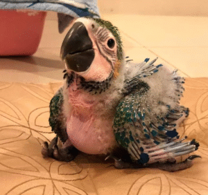 🐣 1 Monat alter Gelbbrustara – Frühsozialisierter Jungvogel aus liebevoller Handaufzucht