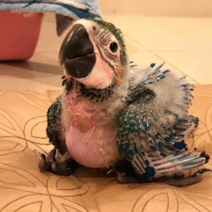 Amazonenpapagei kaufen wien