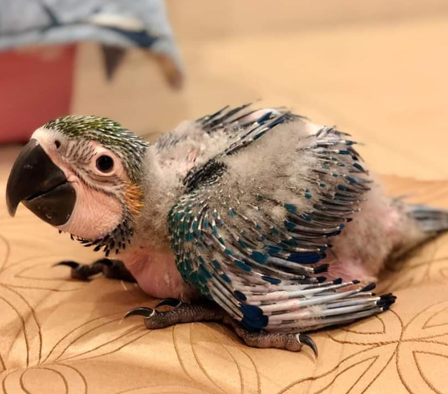 🐣 1 Monat alter Gelbbrustara – Frühsozialisierter Jungvogel aus liebevoller Handaufzucht – Bild 4