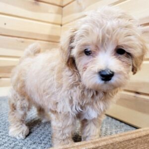 🐾 Trevor – Männlicher Maltipoo-Welpe 🐶💛