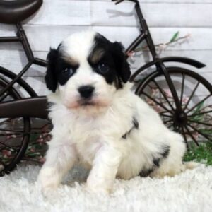 🐾 Victor – Männlicher Cavachon-Welpe 🐶💛