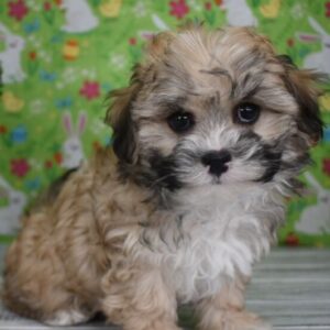 🐾 Willow – Weiblicher Shih-Poo-Welpe 🐶🌷