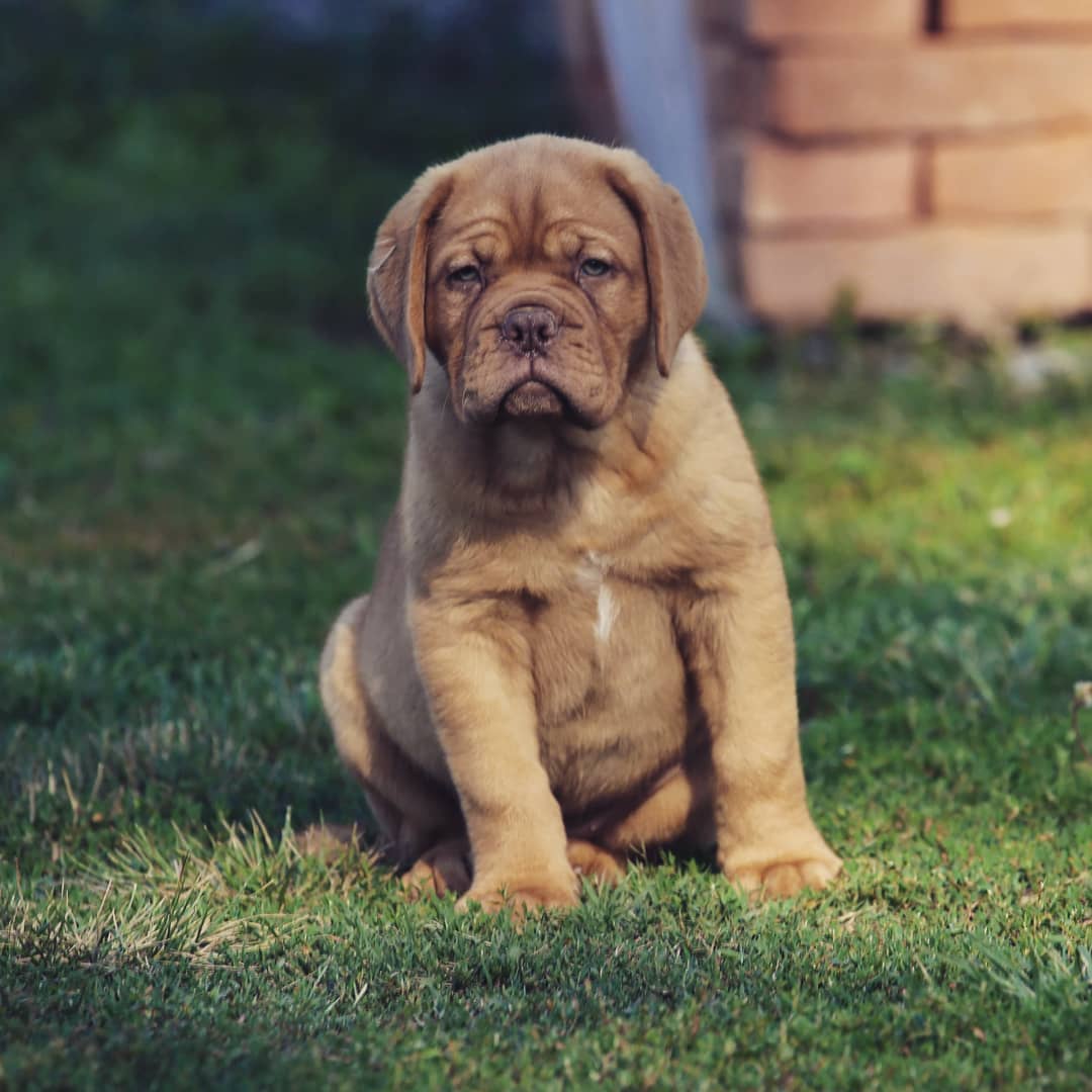 🐾 Lola – Weiblicher Dogue de Bordeaux-Welpe 🐶🌹 – Bild 3