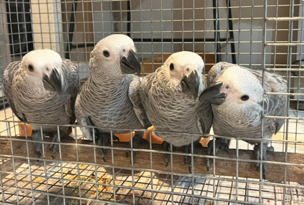 🦜 12 Monate alte männliche Graupapageien (African Grey) – Handaufgezogen & gesund – Bild 2