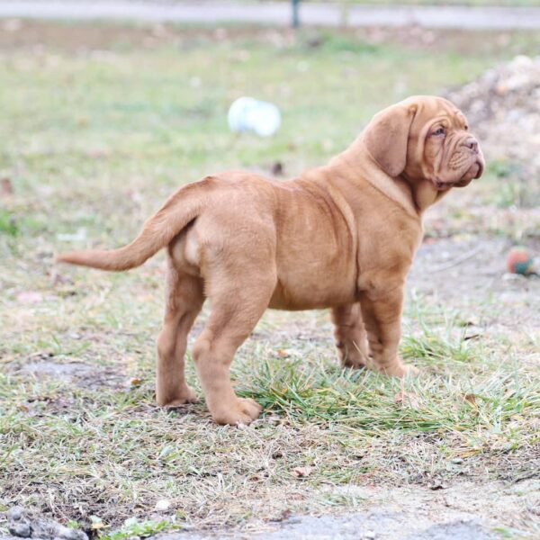🐾 Cindy – Weiblicher Französischer Doggen-Welpe (Dogue de Bordeaux) 🐶🌸 – Bild 2