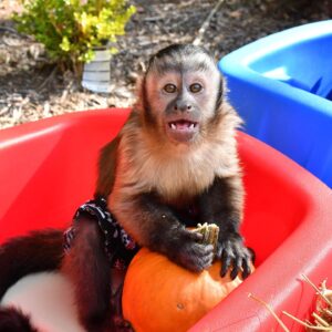 🐒 Nadia – Weiblicher Kapuzineraffe zu verkaufen