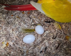 Ara Eier Kaufen Schweiz – Zertifizierte Ara-Zucht mit EU-Dokumenten