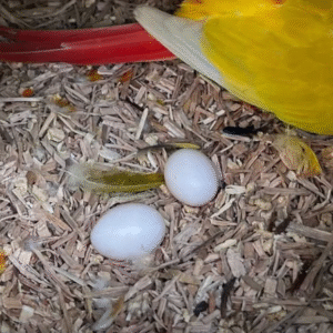 Ara Eier Kaufen Schweiz – Zertifizierte Ara-Zucht mit EU-Dokumenten