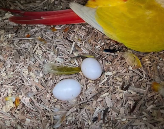 Ara Eier Kaufen Schweiz – Zertifizierte Ara-Zucht mit EU-Dokumenten