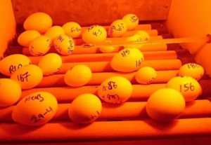 Ara Eier Kaufen Schweiz – Zertifizierte Ara-Zucht mit EU-Dokumenten