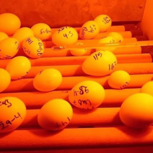 Ara Eier Kaufen Schweiz – Zertifizierte Ara-Zucht mit EU-Dokumenten