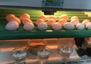 Ara Eier Kaufen – Fruchtbare Ara Eier aus Professioneller Zucht