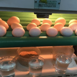 Ara Eier Kaufen – Fruchtbare Ara Eier aus Professioneller Zucht