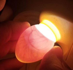 Ara Papageien Kaufen – Majestätische Großpapageien aus Artgerechter Zucht