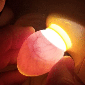 Ara Papageien Kaufen – Majestätische Großpapageien aus Artgerechter Zucht