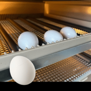 Edelpapagei Eier Kaufen Deutschland – Seltene Pracht aus Artgerechter Zucht