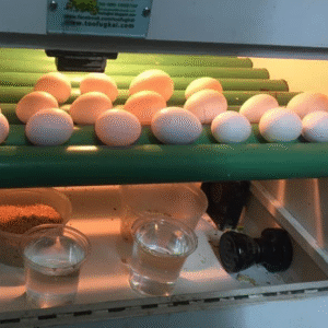 Fruchtbare Papageieneier Kaufen Österreich – Zertifizierte Eier mit EU-Dokumenten