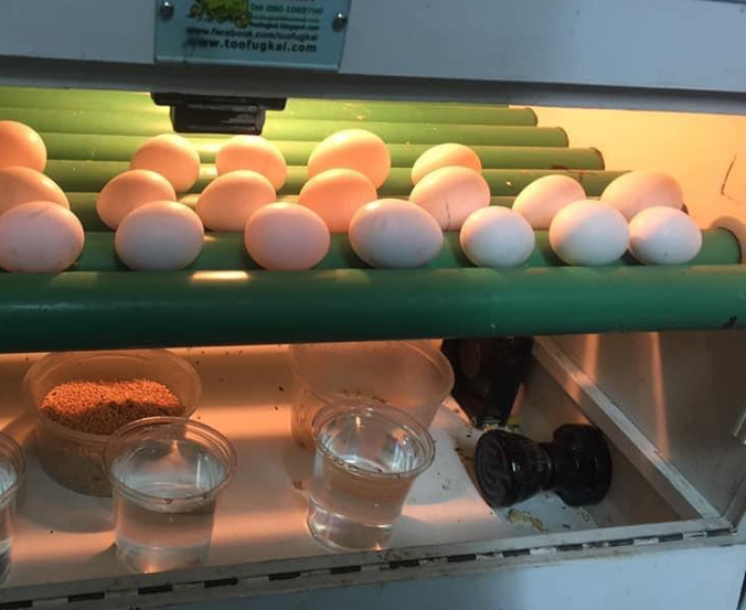 Fruchtbare Papageieneier Kaufen Österreich – Zertifizierte Eier mit EU-Dokumenten