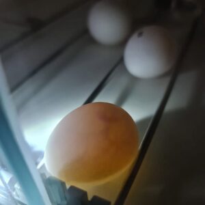 Graupapagei Eier für Verkauf – Intelligente Sprachkünstler aus Artgerechter Zucht