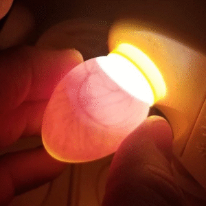 Graupapagei Eier für Verkauf – Zertifizierte Eier mit Gesundheitsgarantie