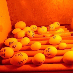 Großpapageien Eier Kaufen – Majestätische Papageienarten für Erfahrene Züchter