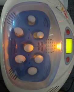 Kakadu Eier Kaufen mit CITES – Zertifizierte Eier aus Artgerechter Zucht