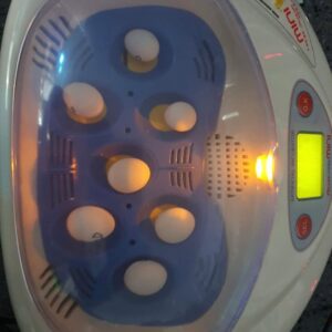 Kakadu Eier Kaufen mit CITES – Zertifizierte Eier aus Artgerechter Zucht