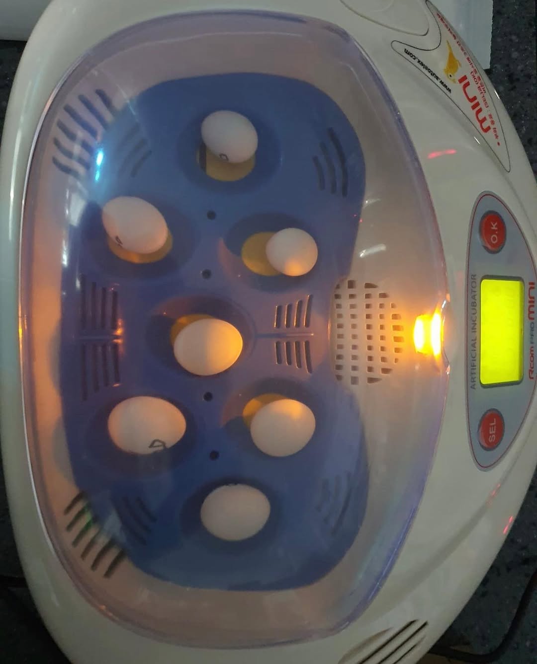 Kakadu Eier Kaufen mit CITES – Zertifizierte Eier aus Artgerechter Zucht