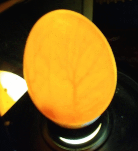 Kakadu Eier Kaufen mit CITES – Zertifizierte Eier mit Vollständiger Dokumentation