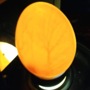 Kakadu Eier Kaufen mit CITES – Zertifizierte Eier mit Vollständiger Dokumentation