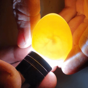 Papageieneier Kaufen Deutschland – Zertifizierte Eier aus Deutscher Zucht