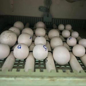 Papageieneier Online Shop – Bequem Eier Kaufen mit CITES & Garantie