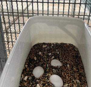 Papageieneier Versand Schweiz – Sicherer Transport mit CITES-Dokumenten