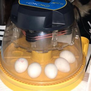 Papageieneier Versand Schweiz – Sicherer Transport mit CITES-Dokumenten