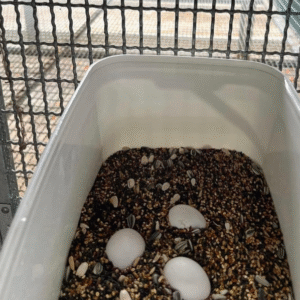 Papageieneier Versand Schweiz – Sicherer Transport mit CITES-Dokumenten