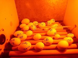 Papageieneier für Anfänger – Der Perfekte Einstieg in die Vogelzucht