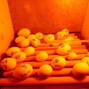 Papageieneier für Anfänger – Der Perfekte Einstieg in die Vogelzucht