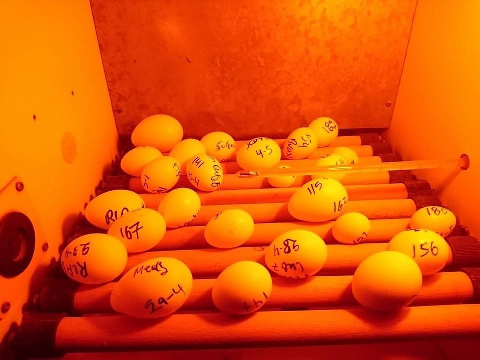 Papageieneier für Anfänger – Der Perfekte Einstieg in die Vogelzucht